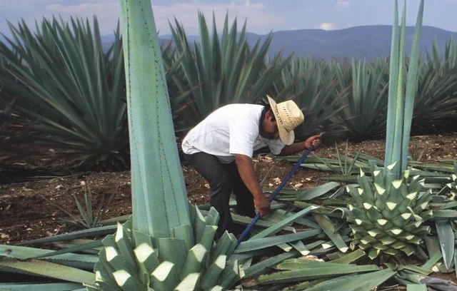 MEZCALERO