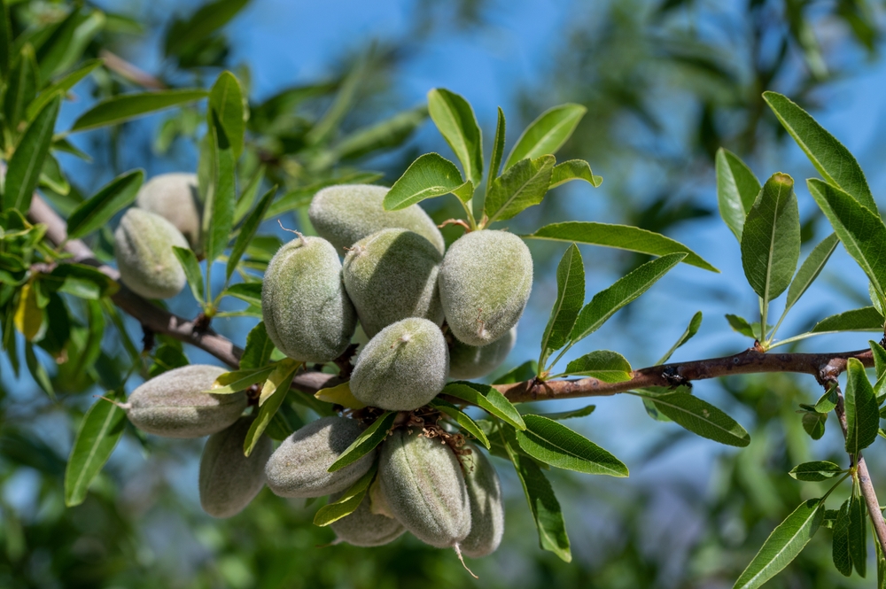 almendros