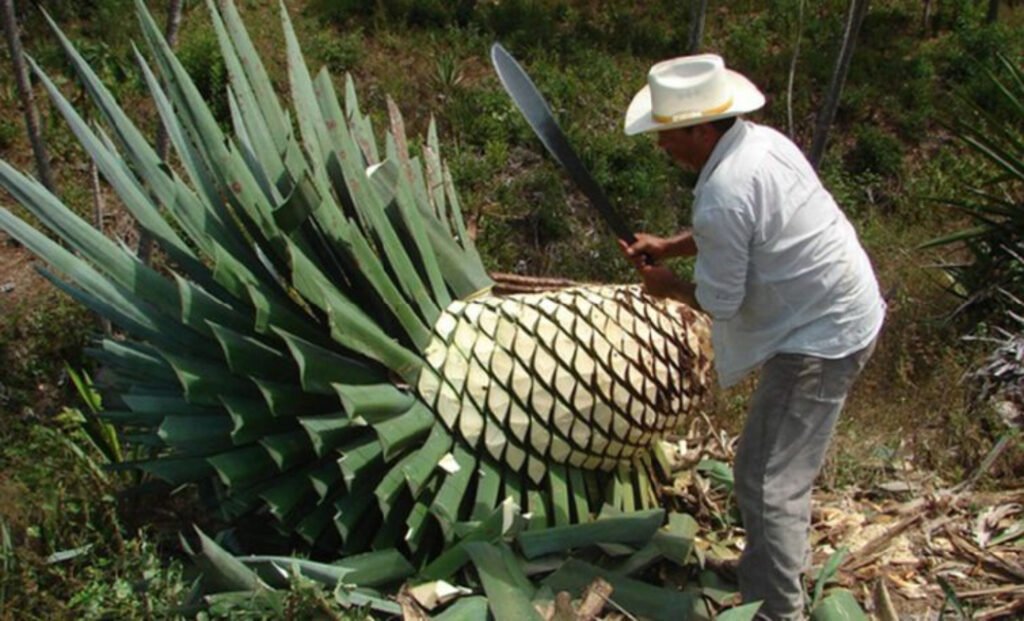 que es el bacanora