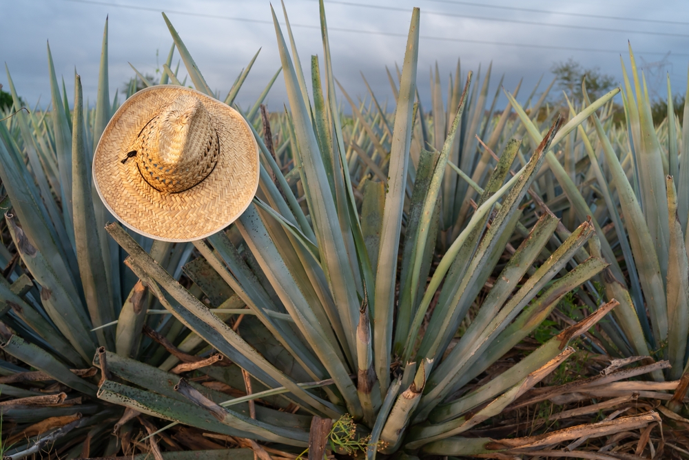 Agave Azul y sus usos dentro de la industria de destilados en