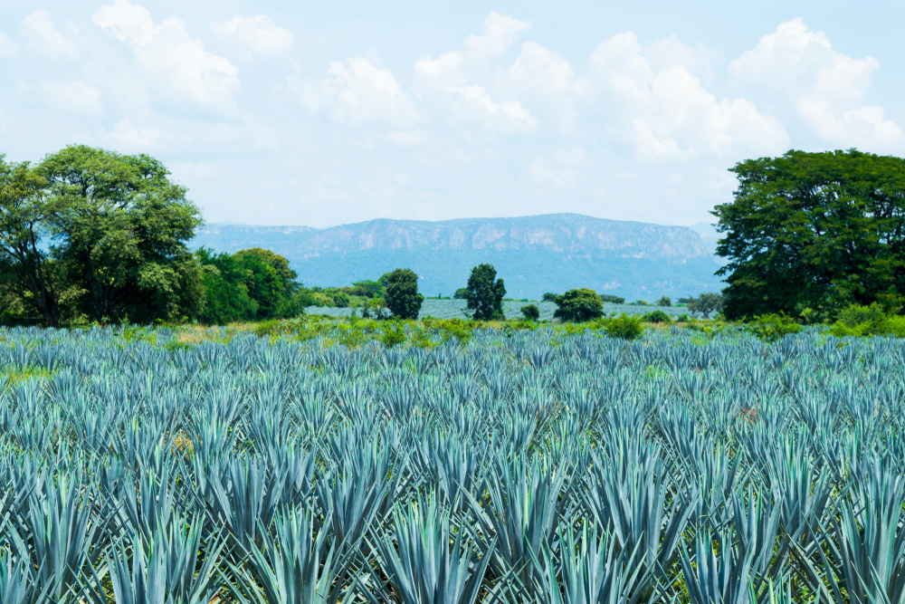 Agave Azul y sus usos dentro de la industria de destilados en México