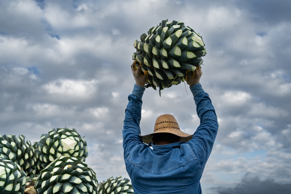 El Mezcal tradición mexicana