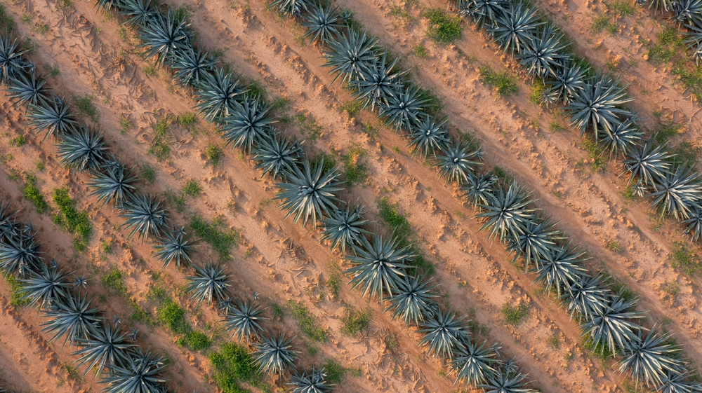 El Mezcal tradición mexicana