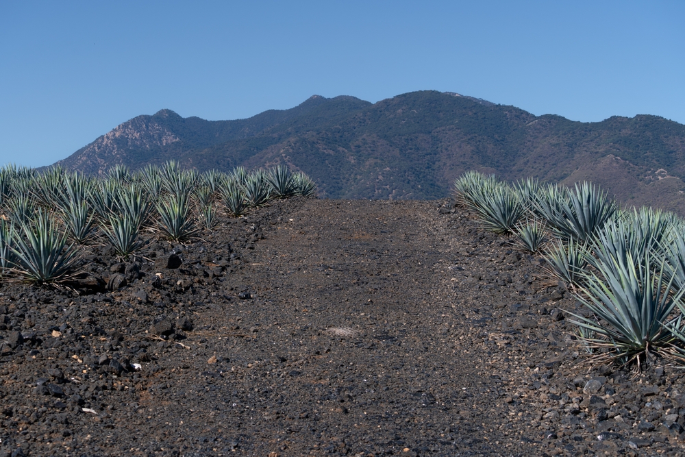 Mezcal tradición ancestral